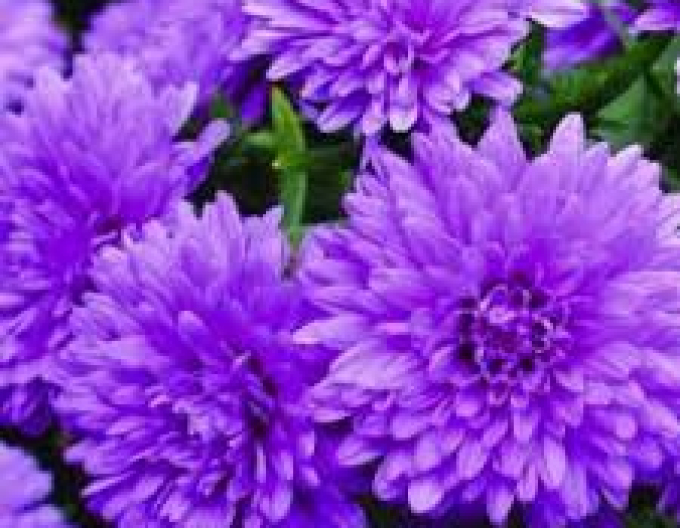 Astra Henry I. Blau
