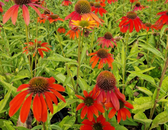 Scheinsonnenhut Lakota Red