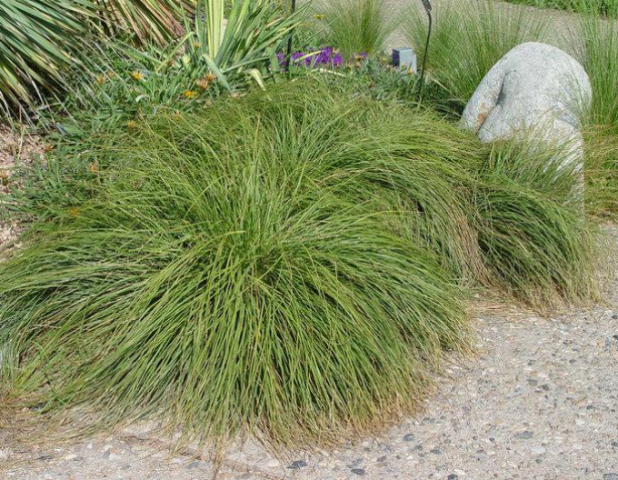 Tropfengras - Sporobolus heterolepis