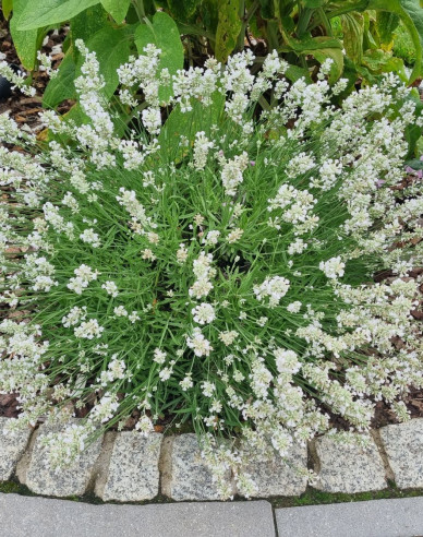 Lavendel Edelweiß
