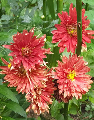 Winteraster  Red Velvet