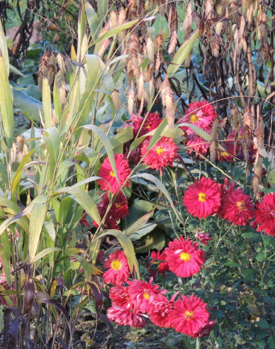 Winteraster  Red Velvet