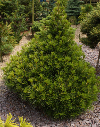 Japanische Schirmtanne 100/125cm