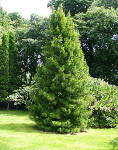 Japanische Schirmtanne 100/125cm