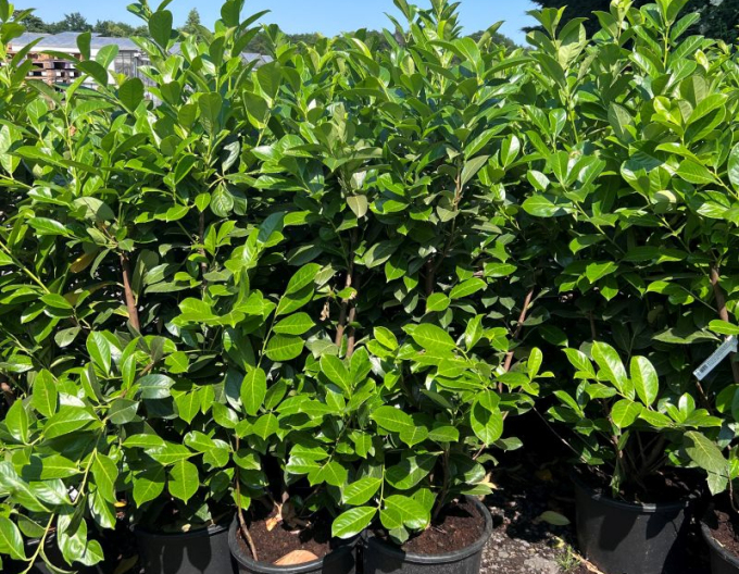 Kirschlorbeer Rotundifolia