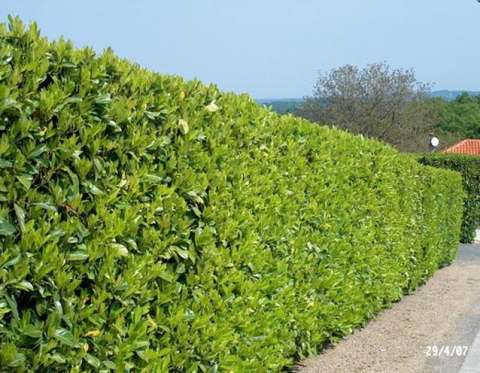Kirschlorbeer Rotundifolia