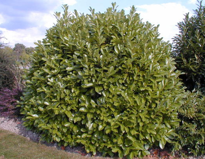 Kirschlorbeer Rotundifolia