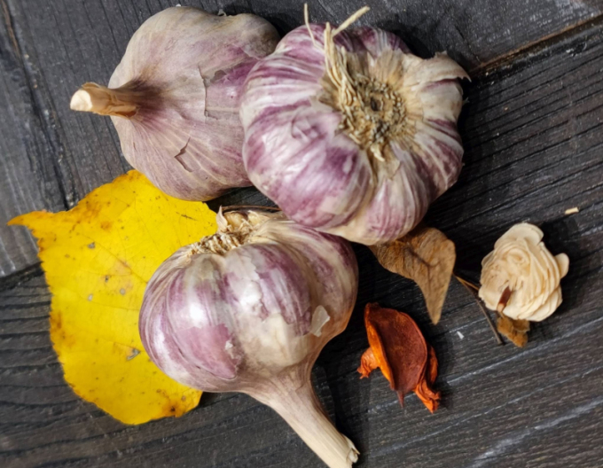 Winterknoblauch-Setzling Däumling Harnash 250g