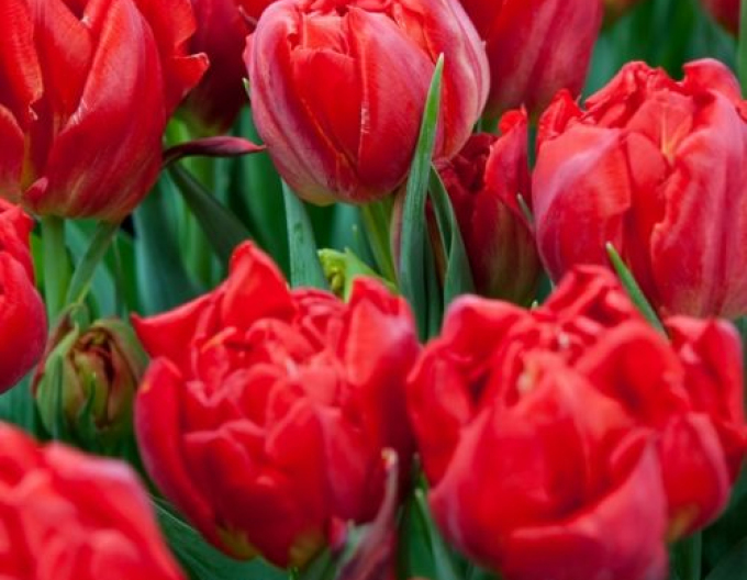 Tulpe Wikinger