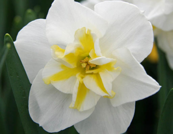 Narzisse Lemon Beauty