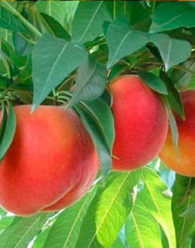 Pfirsich Springcrest, auf GF677, wurzelnackt