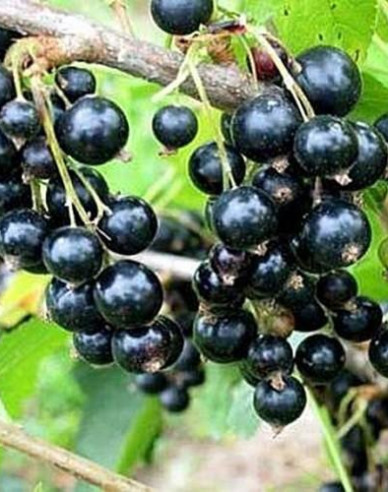 Schwarze Johannisbeere Titania,Hochstämmchen, wurzelnackt