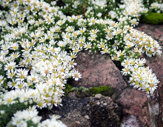 Aster Prostratum