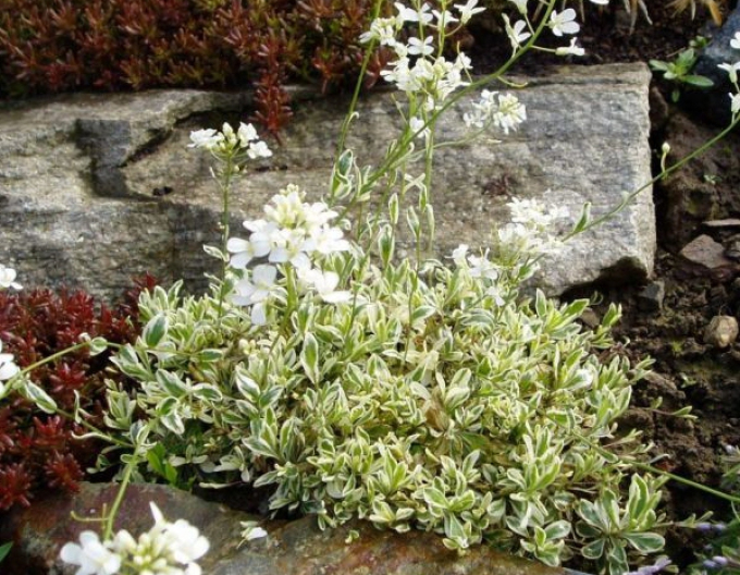 Araberin `Variegata`