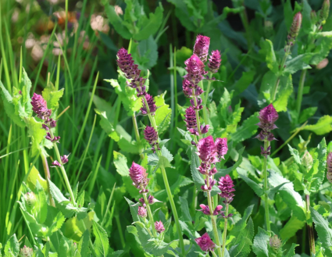Salbei Rosa Königin