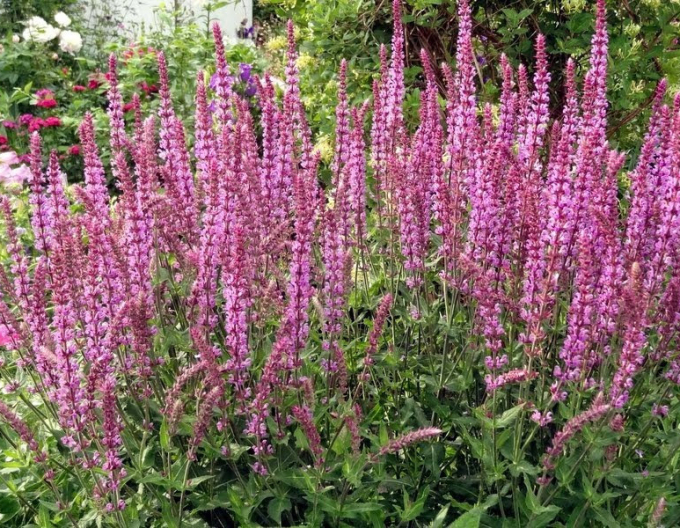 Salbei Rosa Königin