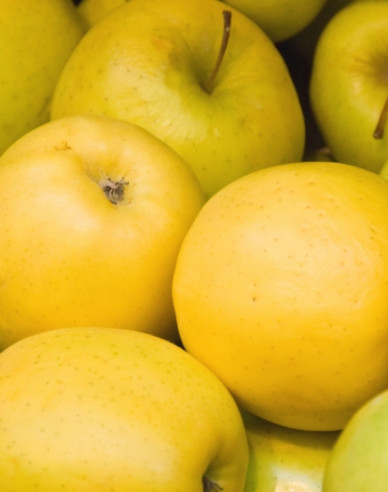 Apfel Golden Delicious auf M9, wurzelnackt
