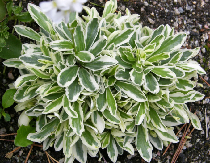 Araberin `Variegata`