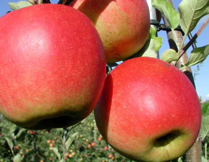 Apfel Prima, auf MM106, wurzelnackt