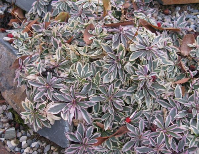 Araberin `Variegata`