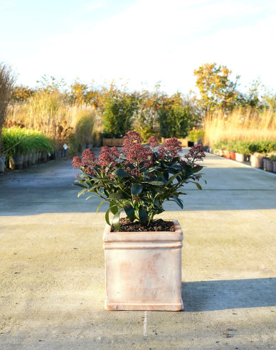 Skimia japonica Rubella