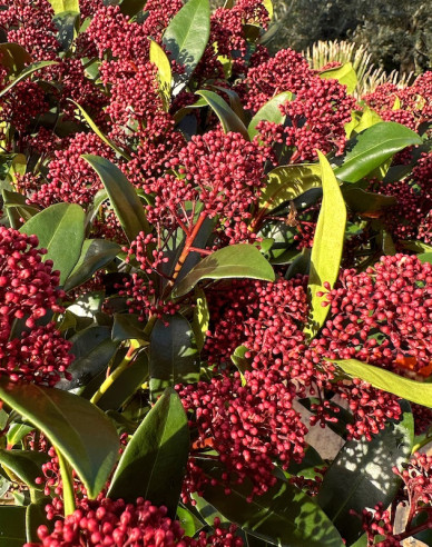 Skimia japonica Rubella