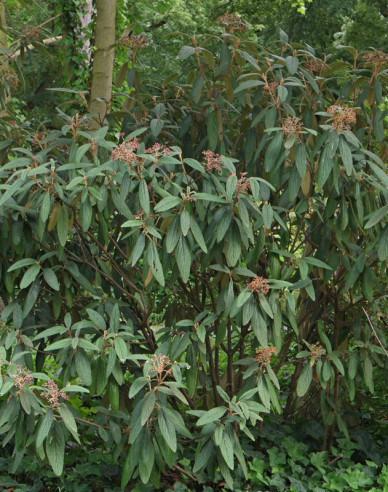 Faltenblättriger Schneeball 80l