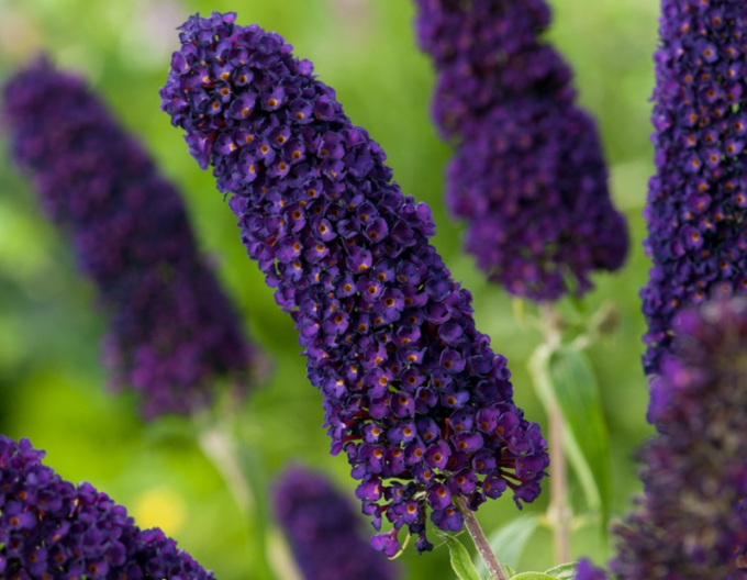 Budleja davidii Schwarzer Ritter