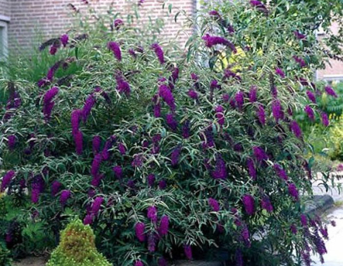 Budleja davidii Schwarzer Ritter