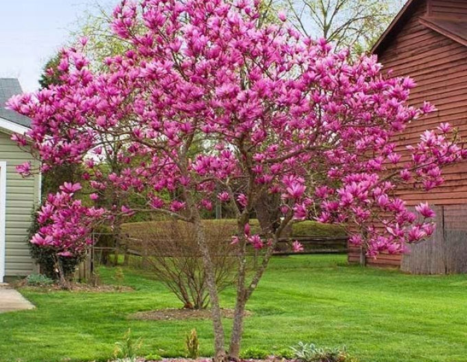 Magnolie Susan mehrstämmig