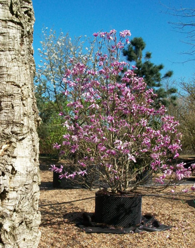 Magnolie Susan mehrstämmig