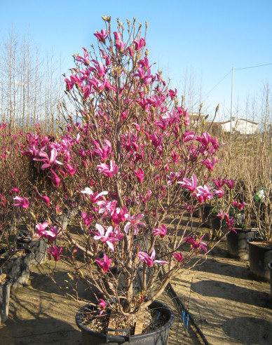 Magnolie Susan mehrstämmig