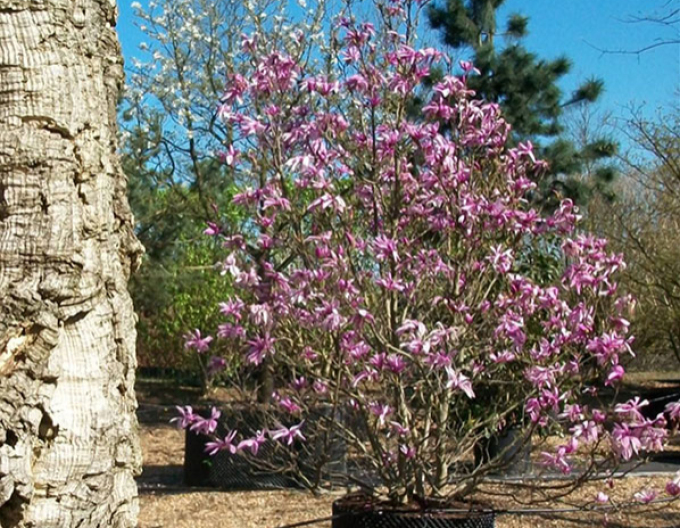 Magnolie Susan mehrstämmig