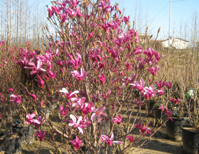 Magnolie Susan mehrstämmig