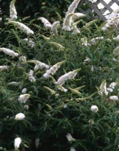 Sommerflieder  White Profusion