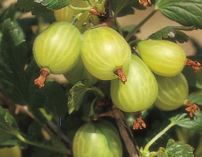 Weiße Stachelbeere Invicta, Strauch