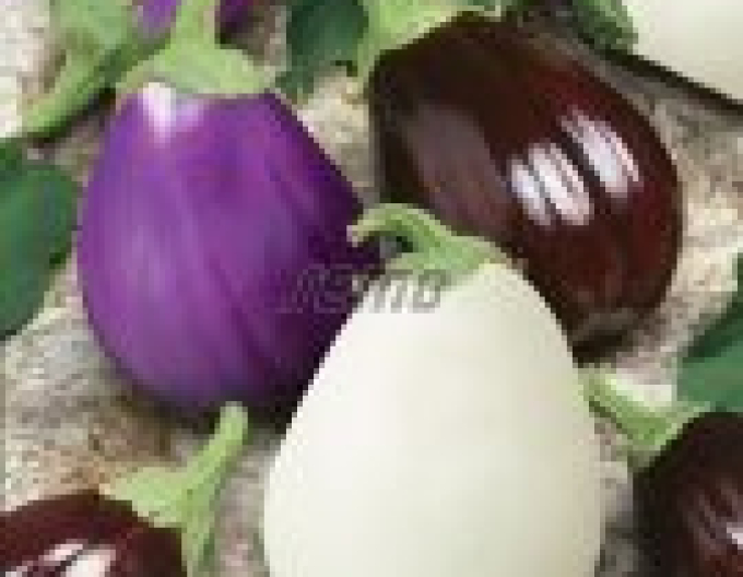 Semo Aubergine Mixcolor