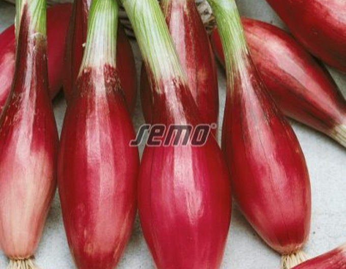 Semo  Zwiebel Mix