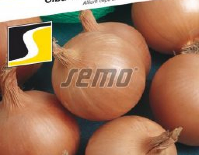 Semo Zwiebel Lusy