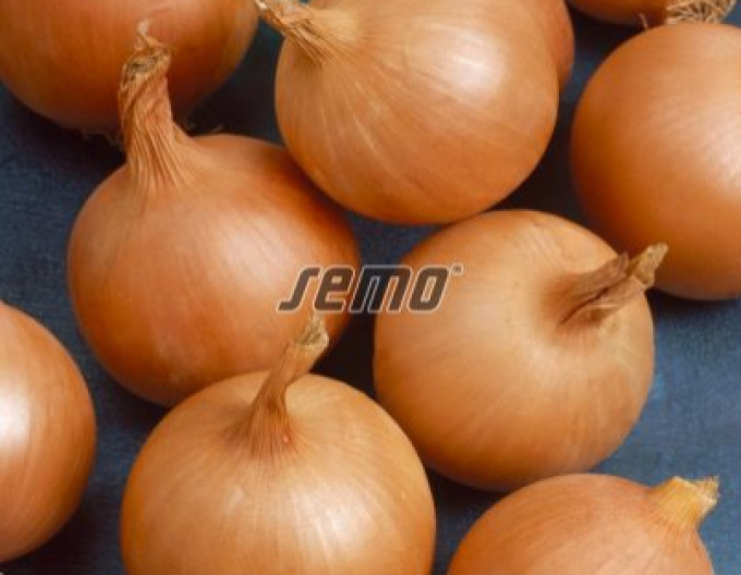 Semo Zwiebel Lusy