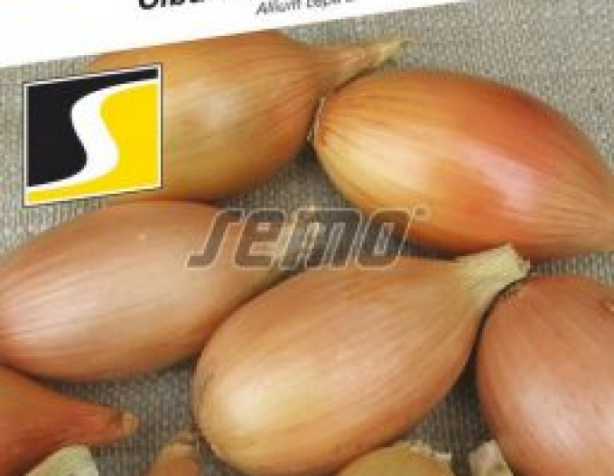 Semo Zwiebel Elista