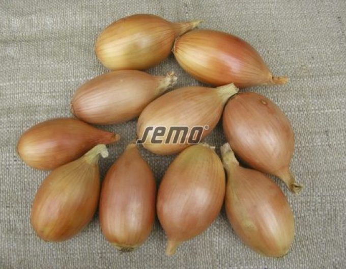 Semo Zwiebel Elista