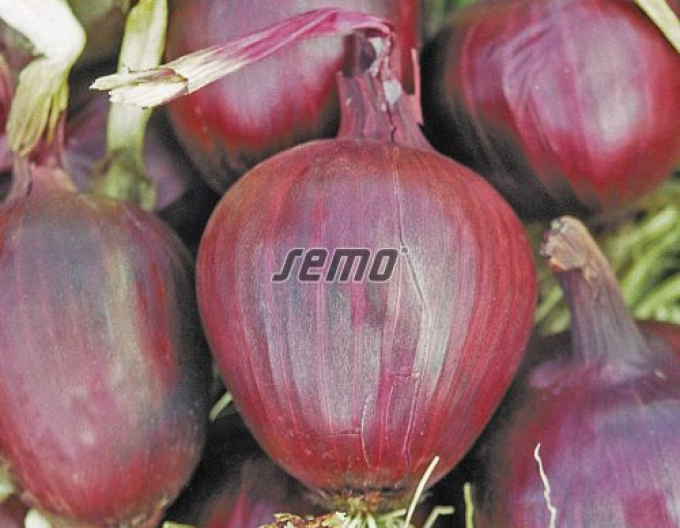 Semo  Zwiebel Lilia