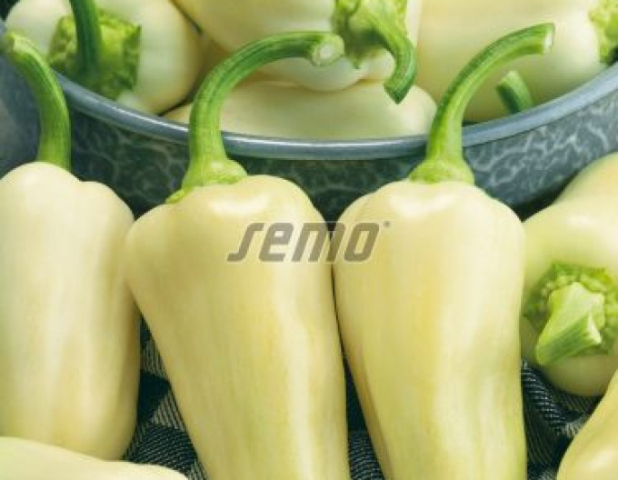 Semo Paprika Amykus F1