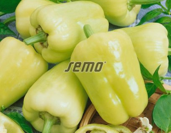 Semo Paprika  Kvadry F1