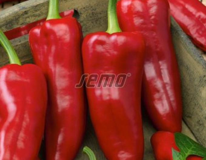 Semo Paprika  Radmila F1