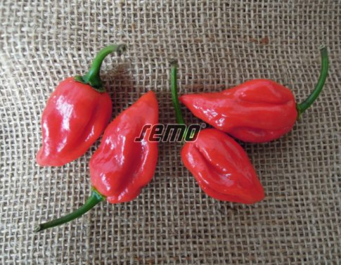 Semo Paprika  Habanero Red