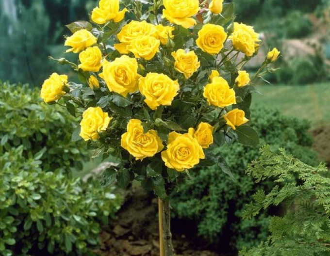 Baumrose Gelb