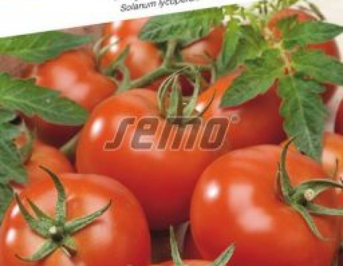 Semo Stabtomate Niki Zel F1
