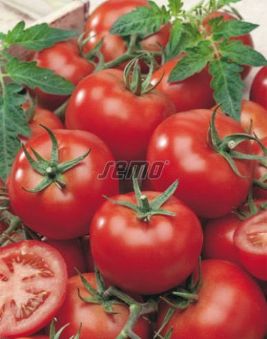 Semo Stabtomate Niki Zel F1